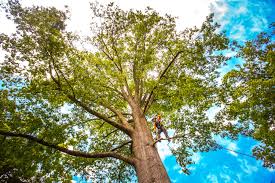 Reliable Nevada City, CA Tree Services Solutions
