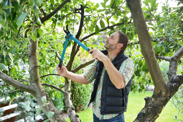 Tree and Shrub Care in Nevada City, CA